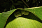 #自然# 蕉叶里的小棉猴——洪都拉斯白蝙蝠（Honduran white bat）