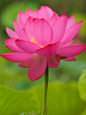 ~~ Lotus Blossom by Joanne Wells ~~