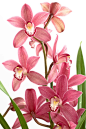 Cymbidium hyb. | Flowers