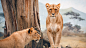 african-lioness-3840x2160-nature-wild-animals-10334