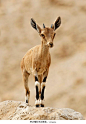 llbwwb:
nubian ibex by mordi mori
 摄影交流QQ群：347754389