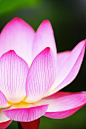 Lotus Flowers Garden Love