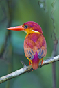 Rufous-Backed Kingfisher @ Panti Forest, Malaysia

photo by Chong Lip Mun on flickr