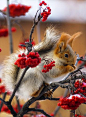 a cutie pie squirrel and his fall berries....: 