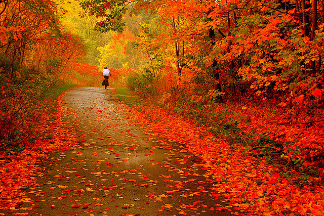 秋。安大略省，加拿大