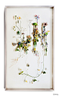 钟情于植物花草的荷兰艺术家Anne Ten Donkelaar，如同造物主般赋予那些自然里的枯枝败叶新的生命。她利用细针精心制作的3D装置拼贴，压干了各式多姿的花朵、枝桠、叶瓣，像宇宙初创之始的Big Bang，创建成自己的花的盛宴。