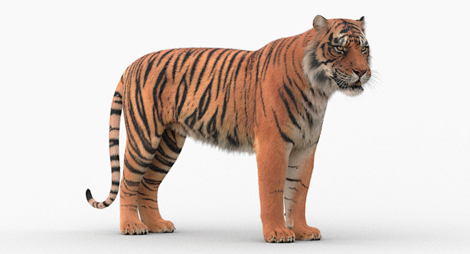 Tiger 3D Model