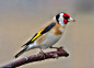 红额金翅雀 Carduelis carduelis 雀形目 燕雀科 红额金翅雀属<br/>金翅雀属 _鸣禽采下来 #率叶插件，让花瓣网更好用#