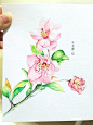 桃花枝 手绘水彩画