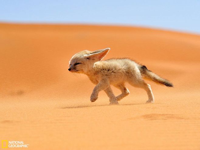 沙漠耳廓狐萌态十足