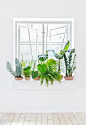 Decorate home with plants | ITALIANBARK interior design blog #green #homeplants #greenhomedecor