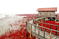 10张漂亮迷人的盘锦红海滩摄影照片 