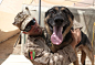 Afghanistan: Dogs of War