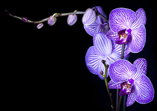 Photograph Orchid 