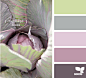 cabbage hues