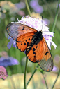 Butterfly - South Africa | Beautiful ✿ World