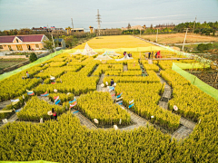 花荫下的猫采集到乡村旅游