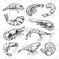 清新,对虾,绘画插图,虾,菜单,线条,海洋生命,背景分离,食品,成分