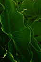 Elephant Ears by Pam Braswell | Elephant Ear Inspiration - love these planted en masse in gardens in Florida ...