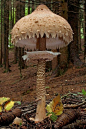 Giant Mushroom, Italy
photo via dan