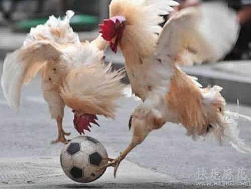 中国足球的希望，就交给你们了#奇闻趣事#...