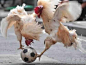 中国足球的希望，就交给你们了#奇闻趣事##动物#