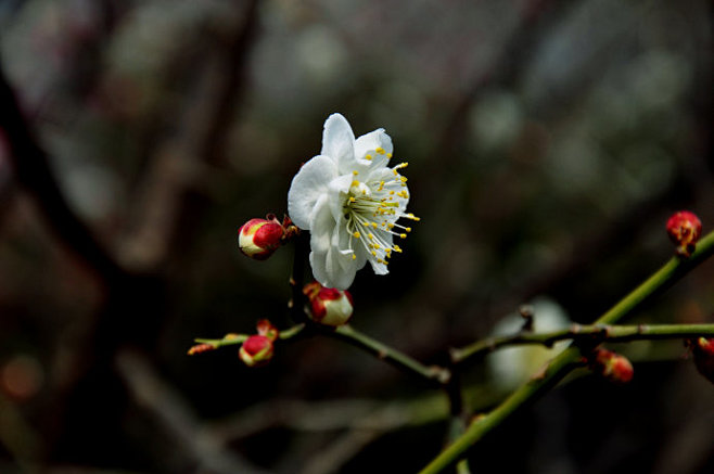 【百花园】花儿总是给你带来好心情