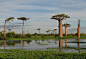 adansonia_grandidieri03.jpg (2592×1767)