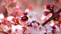 General 1920x1080 blossom plants flowers twigs