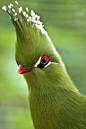 一坨绿色的鹦鹉