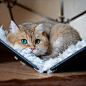 hosico_cat