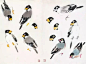 中国花鸟画资料～鸟类草虫画谱。