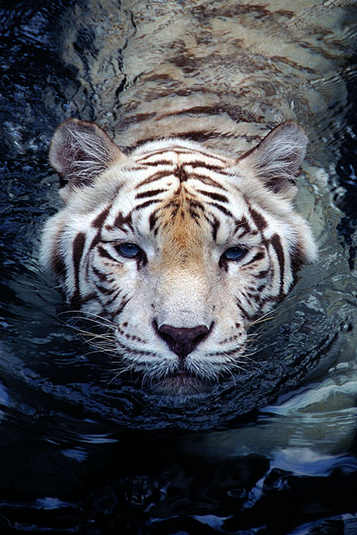 漂亮的白虎