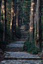 森林的楼梯，日本
Forest Stairs, Japan