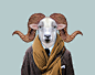 Texas-Dall-Sheep---Ovis-Dalli-copia