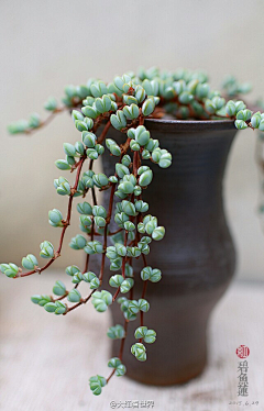 木鱼泡泡采集到绿色植物盆栽