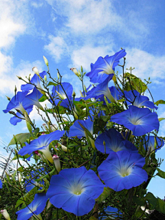 东走西顾的小白采集到大自然の花草