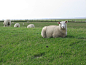 堤防工程, Deichschaf, 北海, 羊