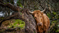 General 2048x1152 trees animals cow