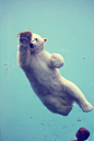  

视觉志：北极熊的优雅身姿 （683x1024）



