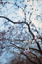 Pink Magnolia Blooms by T. McKinney