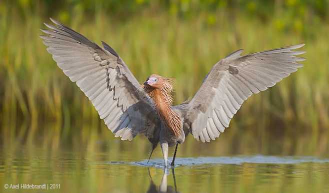 Reddish Egret by Axe...