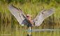 Reddish Egret by Axel Hildebrandt on 500px