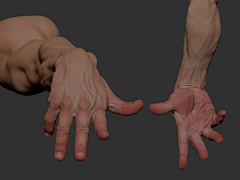 画画的Feng子采集到肌肉解剖——手掌