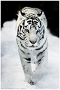 White tiger