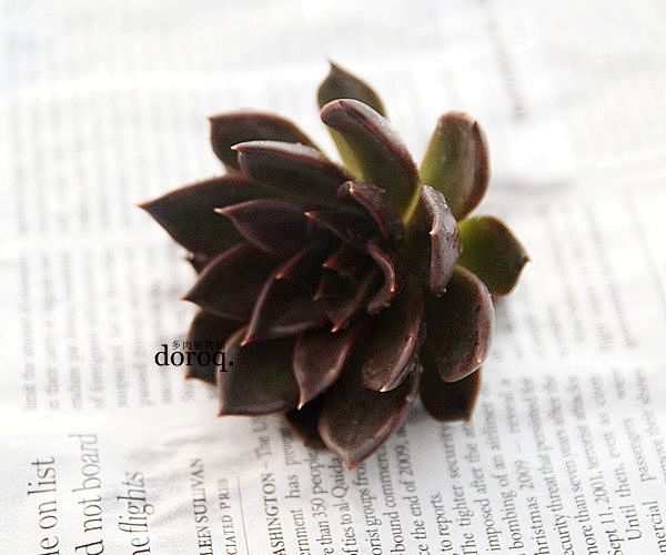 Echeveria 'Black Pri...