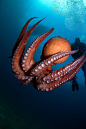 俄罗斯摄影师Ahpen Wnatak的唯美海底世界（70P）