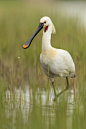 Eurasian Spoonbill - Platalea leucorodia; This species forages alone or in small groups, wading through shallow water whilst sweeping its distinctive bill from side to side in search of prey. Small fish, aquatic insects, shrimp, and other invertebrates co