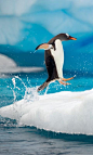 ✯Happy Feet! | Cuteness that I like