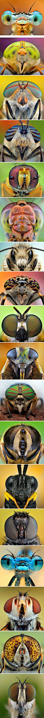 Photographer Ireneusz Irass Waledzik - collection of fascinating facet eyes of dragonflies, bees and flies.: 